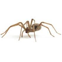 House Spider Identification house spider in south carolina