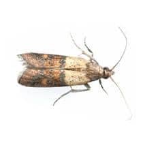 Indian Meal Moth Identification illustration of what an adult indian meal moth looks like