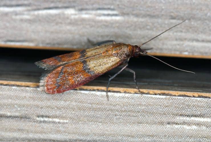 Indian Meal Moths Identification And Indian Meal Moth Control Guide