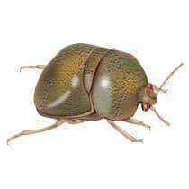 Kudzu Bug Identification illustration of what a kudzu bug in south carolina looks like