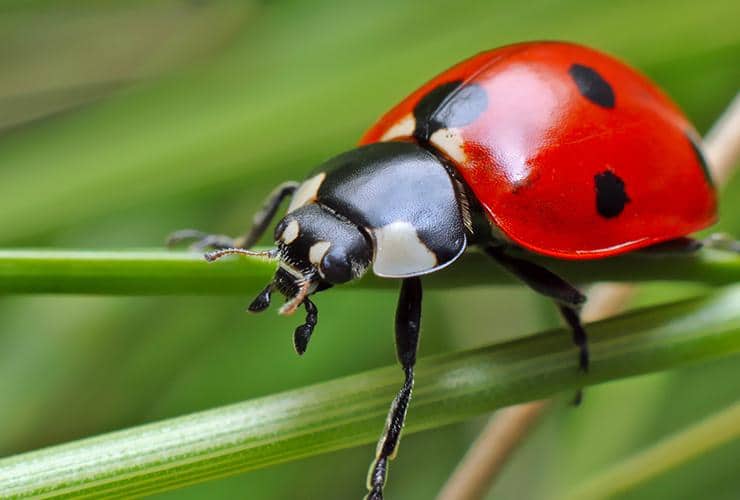 Lady Bug, Asian Lady Beetle Control By Alabama Pest Control Experts