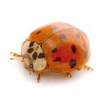 Lady Bug Identification lady bug in south carolina