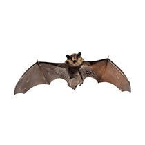 Little Brown Bat Identification little brown bat in greenville sc