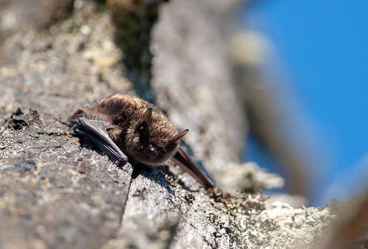 Little Brown Bats Can Carry Rabies a little brown bat outside of a home in cashiers north carolina