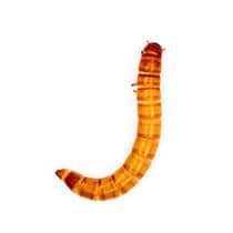 Mealworm Identification what a mealworm looks like in south carolina