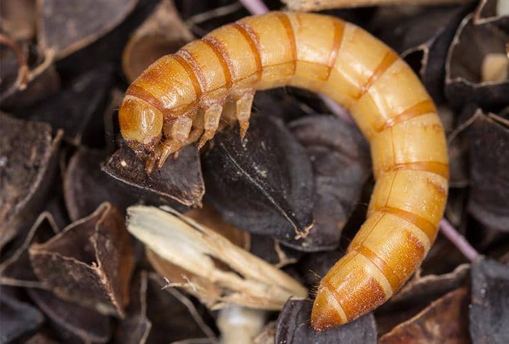 a mealworm outside of a home in central south carolina