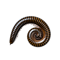 Millipede Identification curled up millipede in greenville sc