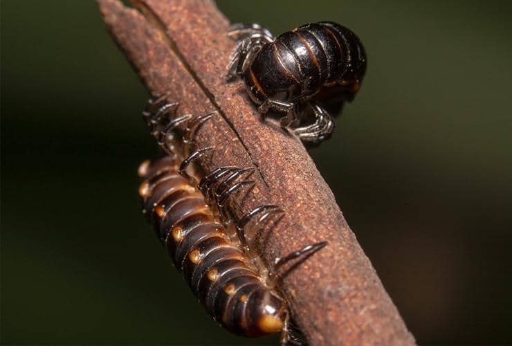 a millipede outside of a home in duncan south carolina