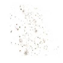 Mold Identification mold in south carolina