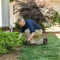 A Service Professional Will Inspect For Mosquito Hiding Spots & Breeding Sites technician inspecting for mosquito harborages