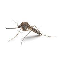Mosquito Identification mosquito in greenville south carolina