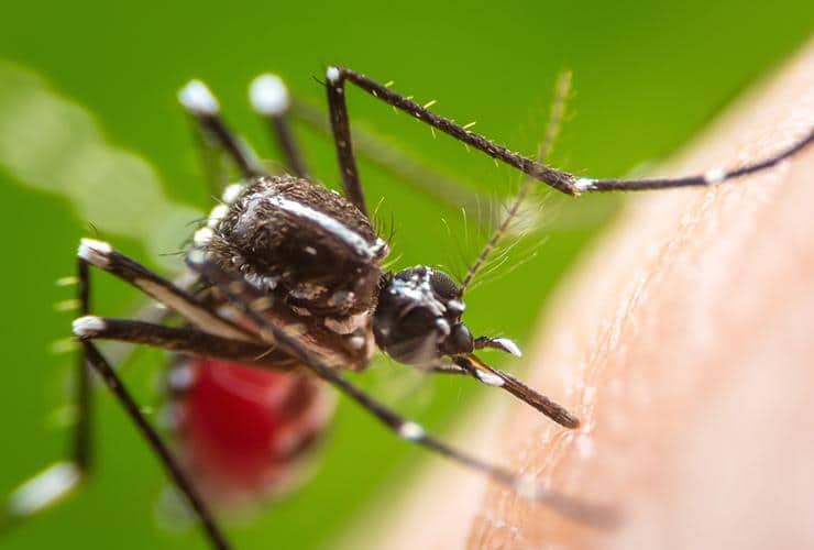 Female Mosquitoes Feed On Blood For Egg Production a mosquito biting a persons elbow in fountain inn south carolina
