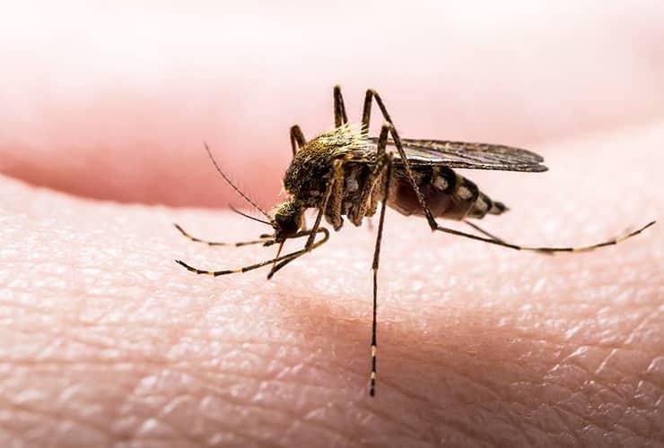 Find Out What Attracts Mosquitoes mosquito biting
