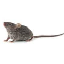 Mouse Identification mouse in greenville sc