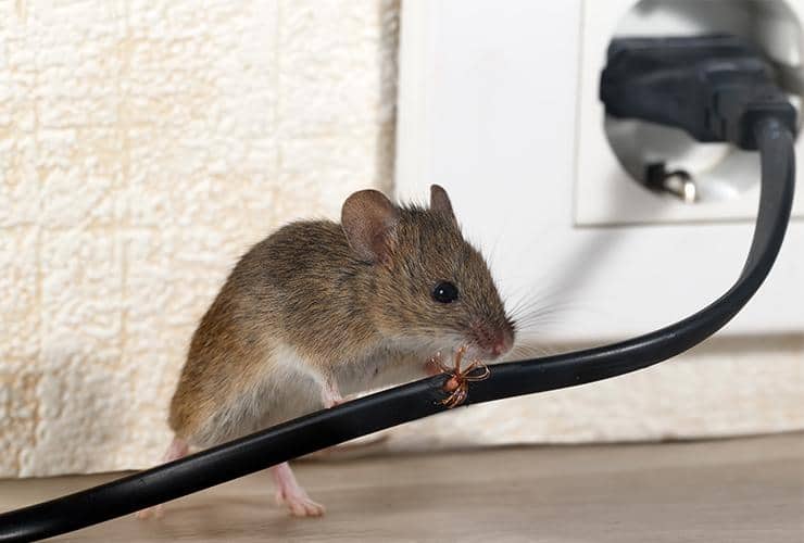 Image Of Mouse Trap Pest Control For Small Brown House Mouse Rodent Shown  Dead On In Plastic Mouse Trap After Being Humanely Killed With Broken Neck  Red And White Plastic Reusable Spring