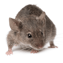 Norway Rat Identification norway rat in south carolina