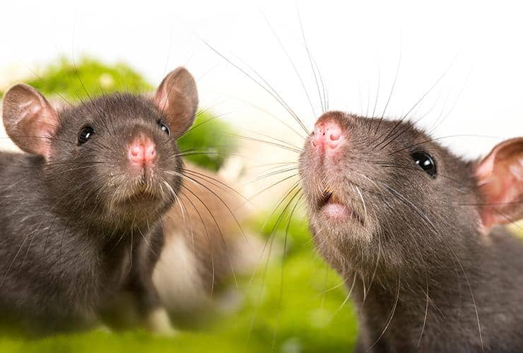 two norway rats outside of a home in gaffney south carolina