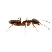 Odorous House Ant Identification what an odorous house ant looks like