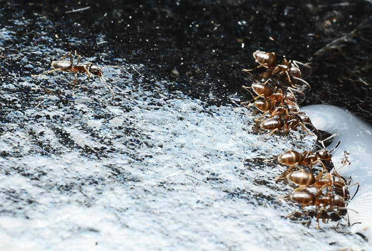 Odorous House Ants Contaminate Food Sources a group of odorous house ants in a home in greer south carolina