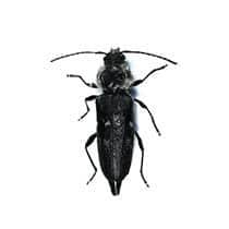 Old House Borer Identification old house borer in upstate south carolina