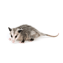 Opossum Identification opossum in south carolina