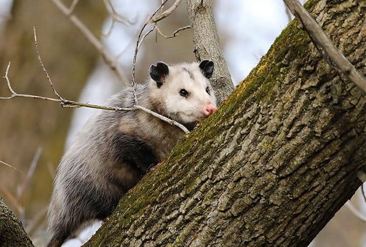 Opossums Infest In Search Of Food & Water an opossum on a tree outside a home in highlands north carolina