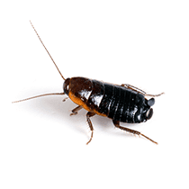 Oriental Cockroach Identification what an oriental cockroach looks like
