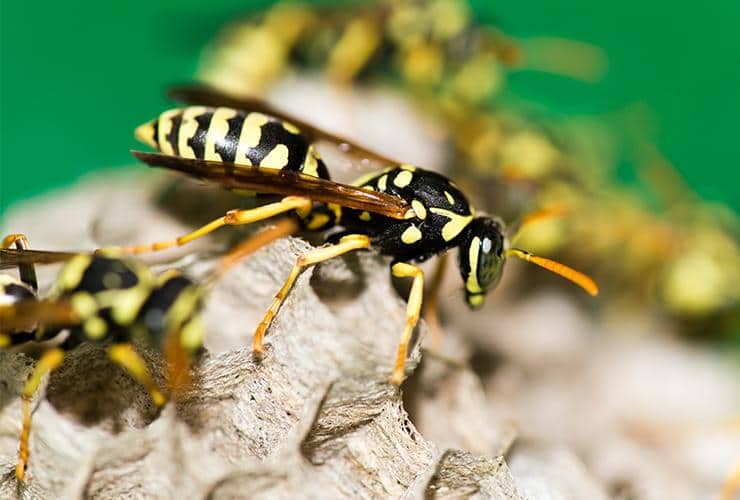 paper-wasps-identification-and-paper-wasp-control-guide