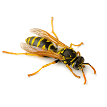 Paper Wasp Identification paper wasp in south carolina