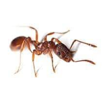 Pavement Ant Identification what a pavement ant looks like in sc