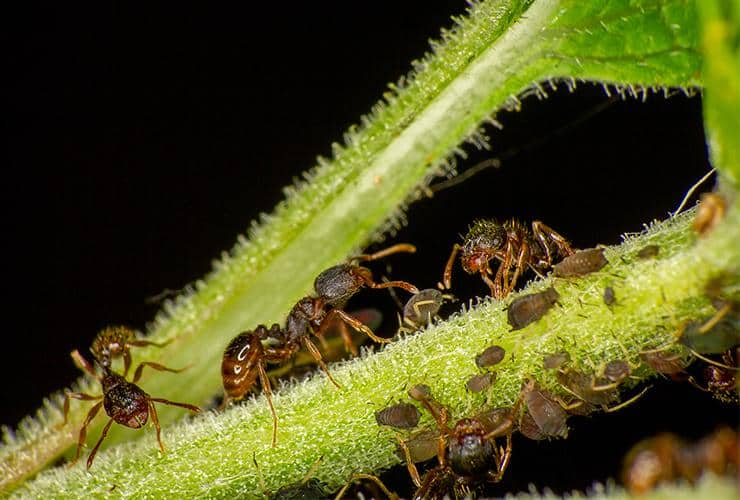 Pavement Ants Infest In Large Numbers a group of pavement ants outside a home in liberty south carolina