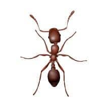 Pharaoh Ant Identification illustration of what a pharaoh ant looks like in greenville sc