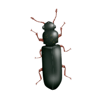 Powder Post Beetle Identification illustration of what a powder post beetle looks like
