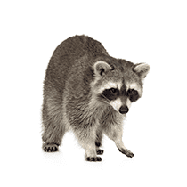 Raccoon Identification raccoon in south carolina