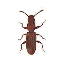 Sawtoothed Grain Beetle Identification illustration of what a sawtoothed grain beetle looks like