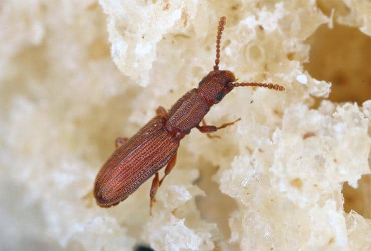 Sawtoothed Grain Beetles Identification And Control Guide