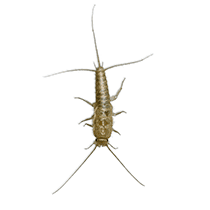 Silverfish Identification silverfish in greenville sc