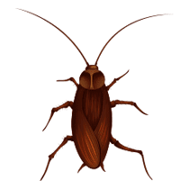 Smokey Brown Cockroach Identification what a smokey brown roach looks like
