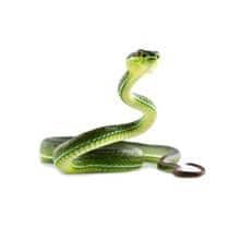 Snake Identification green snake in south carolina