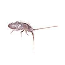 Springtail Identification springtail in greenville south carolina