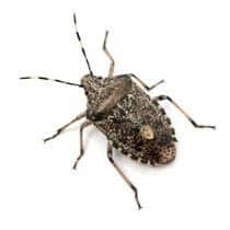 Stink Bug Identification what a stink bug looks like in greenville sc