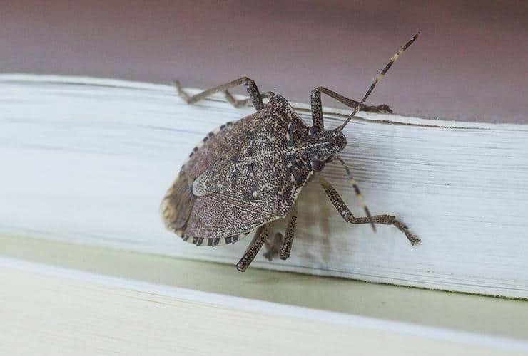 Stink Bugs In South Carolina stink bug crawling on a book inside a greenville home