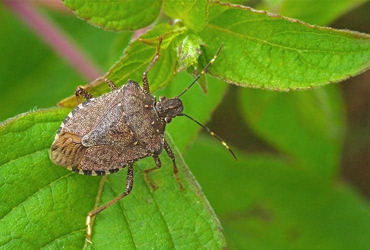 Stink Bugs Are Also Called Shield Bugs a stink bug on a plant outside of a home in gaffney south carolina