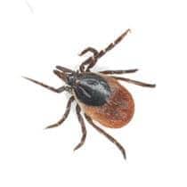 Tick Identification tick in greenville sc