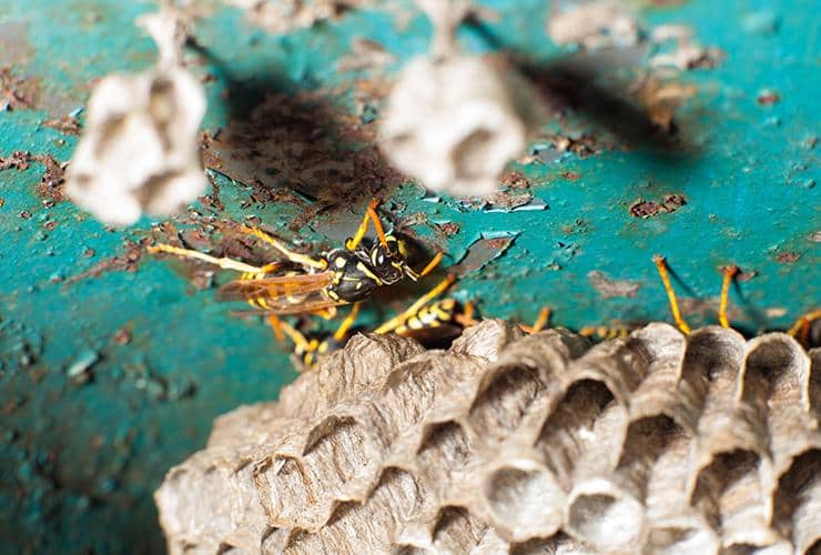 Spencer Takes Care Of Wasps & Stinging Insects In SC wasp in south carolina near honey comb