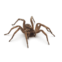 Wolf Spider Identification wolf spider in gaffney south carolina