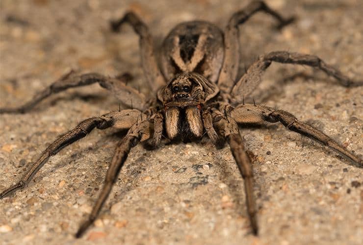 a wolf spider in a house in greenville south carolina
