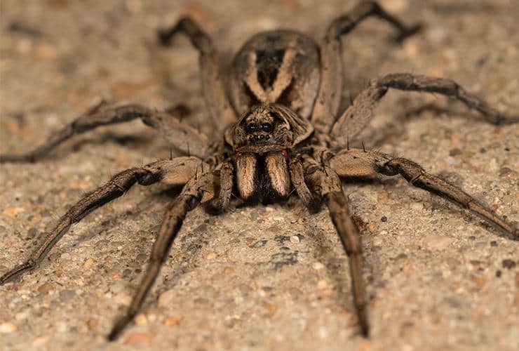 wolf spider poisonous