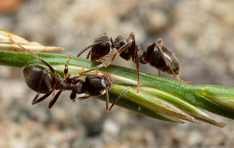 two ants on a plant outside of a home in mineola
