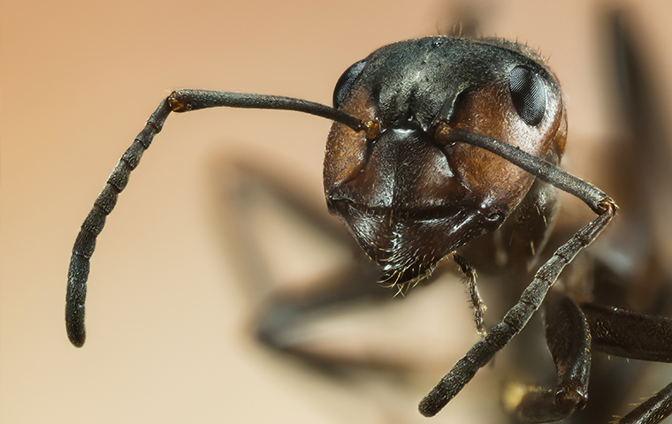 close up of an ant in a home in larue texas